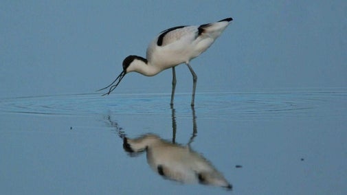 A black and white avocet with an upturned beak feeding on a worm in water.